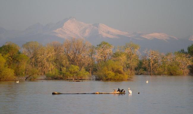 Sunrise view of the Rocky Mountains with birds on the lake at Barr Lake State Park.